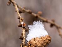 Strauchzapfen mit Schneemütze